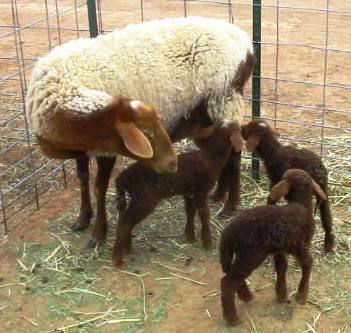 California Red Sheep Triplets