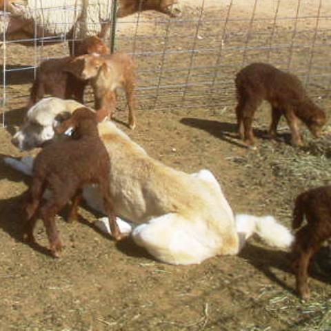 Anatolian Shepherd Dog with her California Red Sheep family