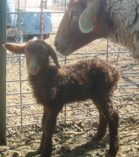 California Red Sheep ewe lamb - Appealing