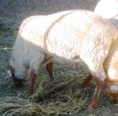 California Red Sheep ram - Apple Cart