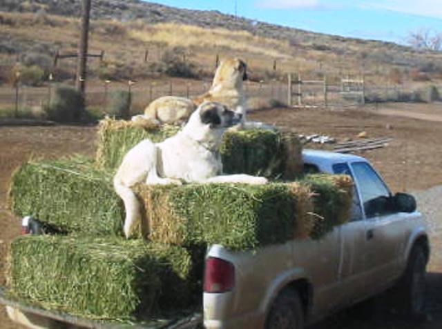 Anatolians take best vantage point at Shear Perfection Ranch