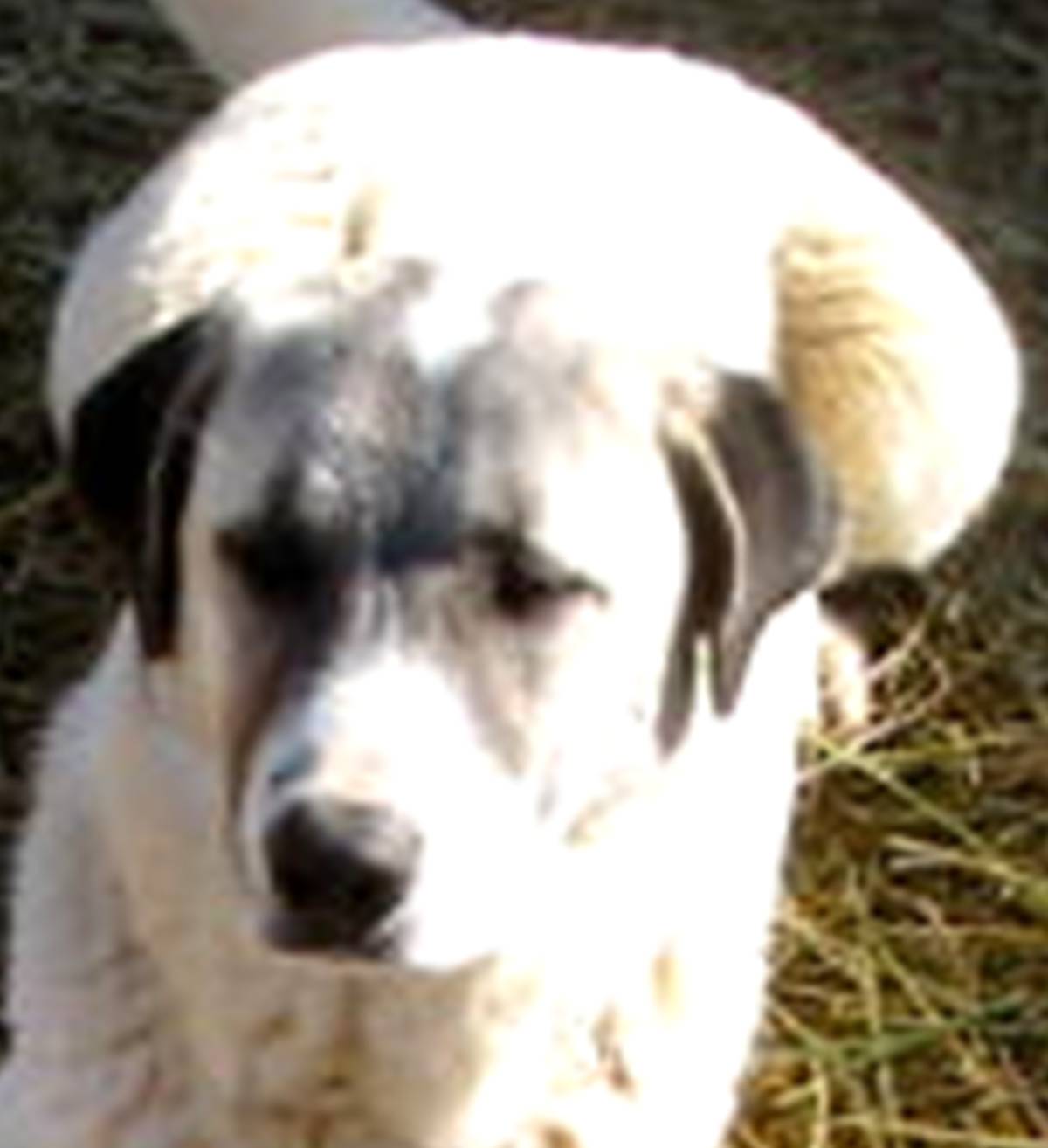 Shear Perfection Ranch Anatolian Shepherd Dog - Coyote Bouncer