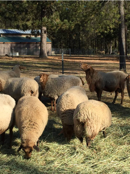 Moon Creek Farm Ewes