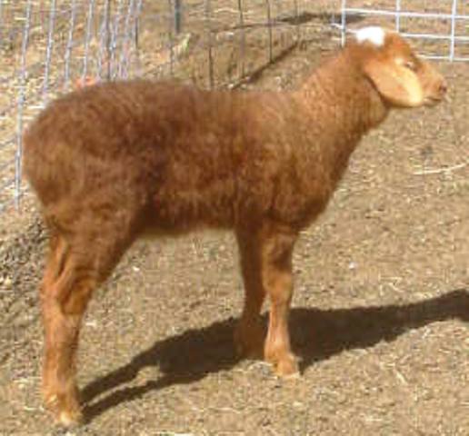 California Red Sheep ewe lamb - Cat A Wampus