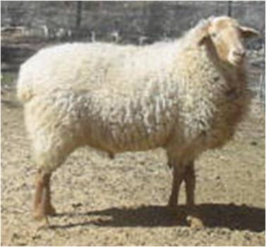 California Red Sheep ram - Charioteer