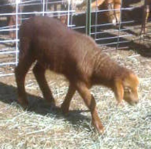 California Red Sheep ram - ChiliTodayHotTamale