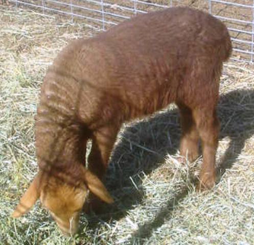 California Red Sheep ram lamb - ChiliTodayHotTamale