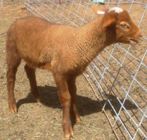 California Red Sheep ram lamb -Cider Press