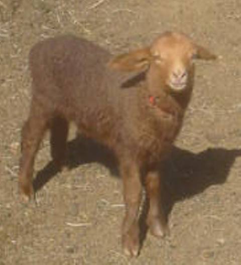 California Red Sheep ram lamb - Cool Under Fire