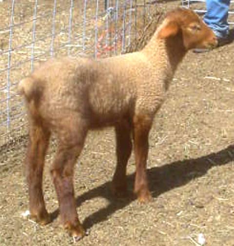 California Red Sheep ram-Cool Whip