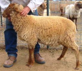 California Red Sheep ram - Cooler