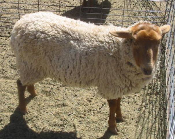 California Red Sheep Ewe - Curly Simon