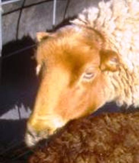 California Red Sheep Ewe-Curly Sue #683