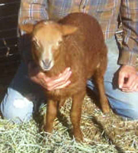 California Red Sheep ewe lamb - D'Ewe Cook?