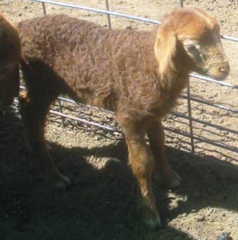 California Red Sheep ewe lamb - D'Ewe Tango?