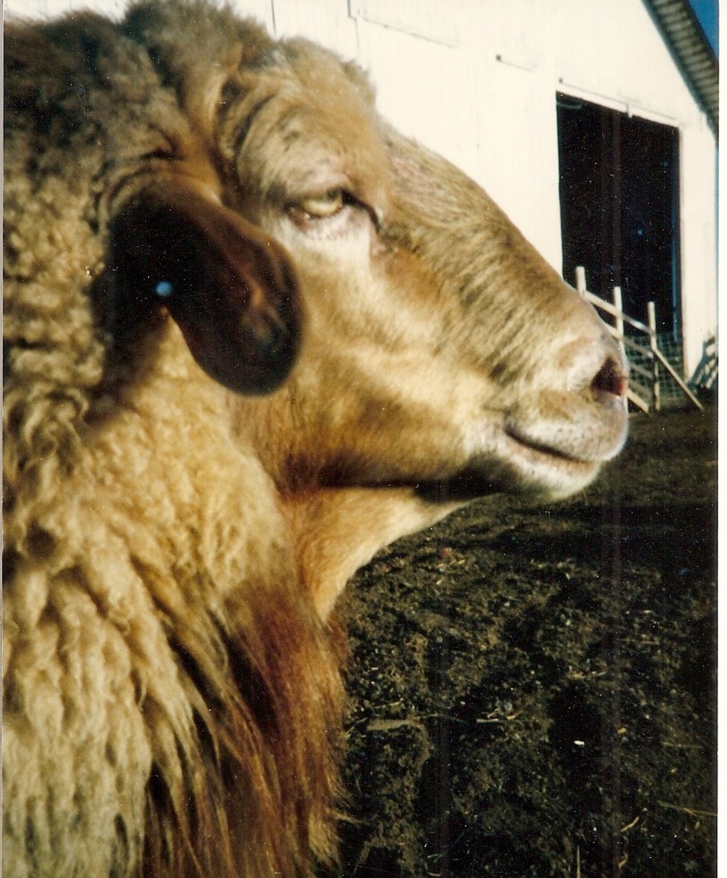 California Red Sheep-Don Juan