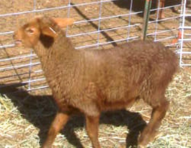 California Red Sheep ewe lamb - Double Dog Dare Ewe