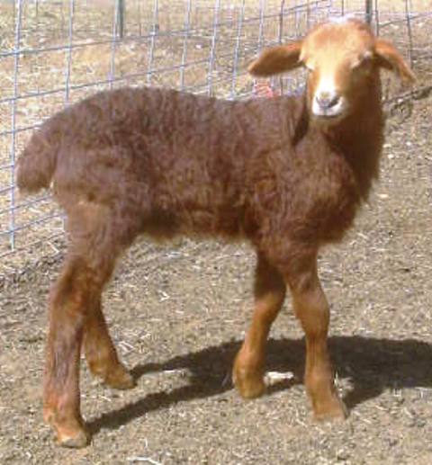 California Red Sheep ram lamb - Enchantment