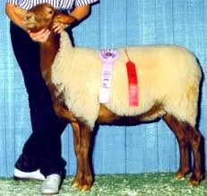 California Red Sheep Ewe-Evie