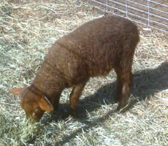 California Red Sheep ewe - Ewe Betcha