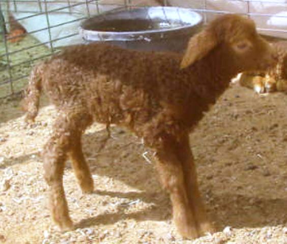 California Red Sheep ewe lamb - Ewe Tube