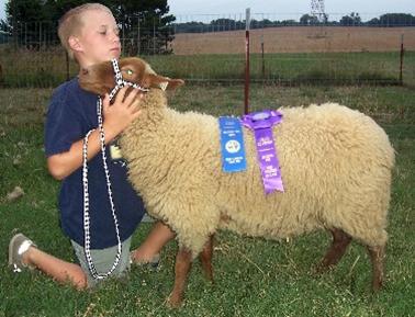 California Red Sheep Ewe-EweKnowWho shown by TJ Daniels