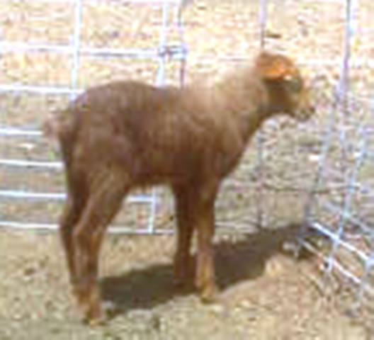 California Red Sheep ram lamb - Ewes Can't Catch Me