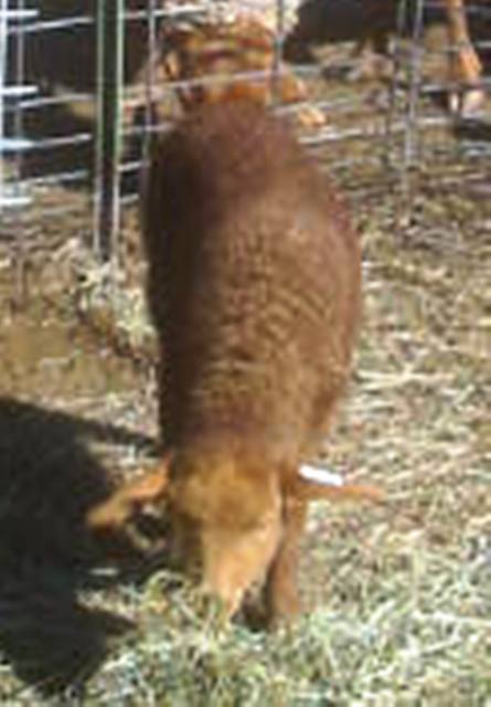 California Red Sheep ewe lamb - Go in Fleece