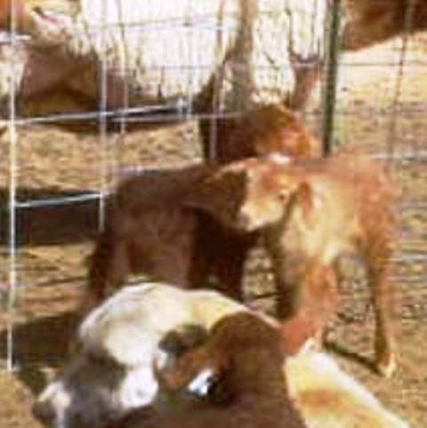 California Red Sheep ewe lamb - Golden Daylicious