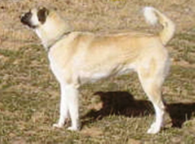 Shear Perfection Ranch Anatolian Shepherd Dog - Guardian Angel