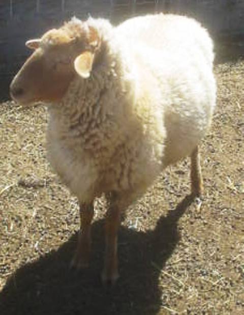 California Red Sheep ram - Holy FreeHoLee