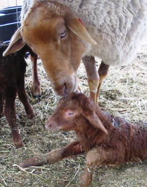 California Red Sheep birth