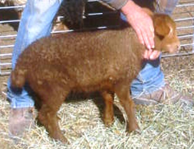 California Red Sheep ram lamb - Icy Santa