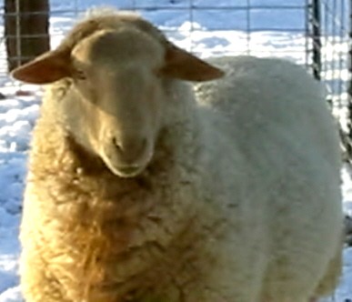 California Red Sheep ram-Ivanhoe