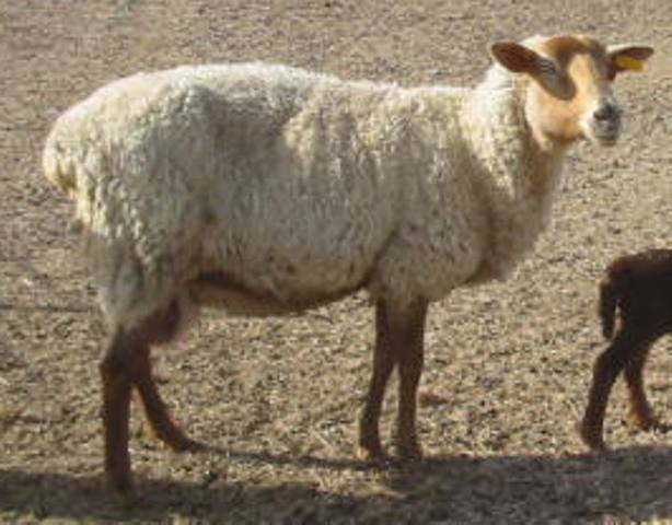 California Red Sheep Ewe-Jasmine