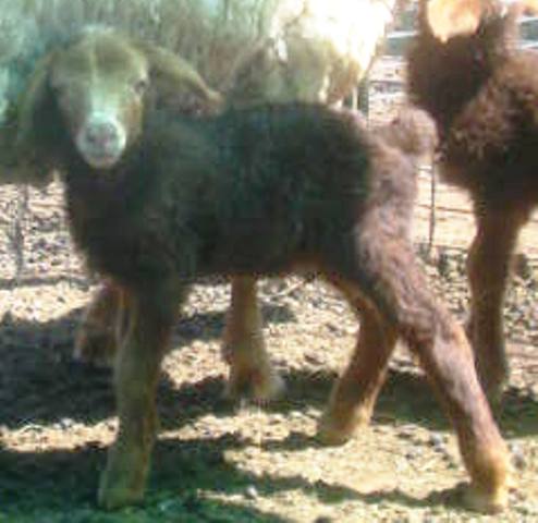 California Red Sheep ram lamb - Little Red Rooster