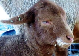 California Red Sheep lamb after nursing