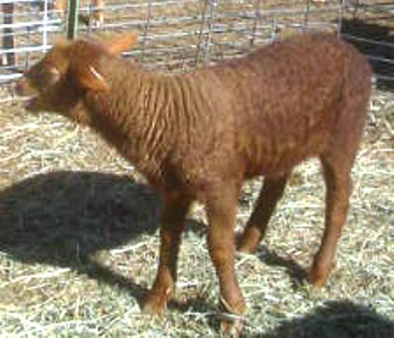 California Red Sheep ram lamb - Ole' Ole' Ole' Ole'