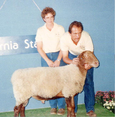 California Red Sheep ram-Rhett