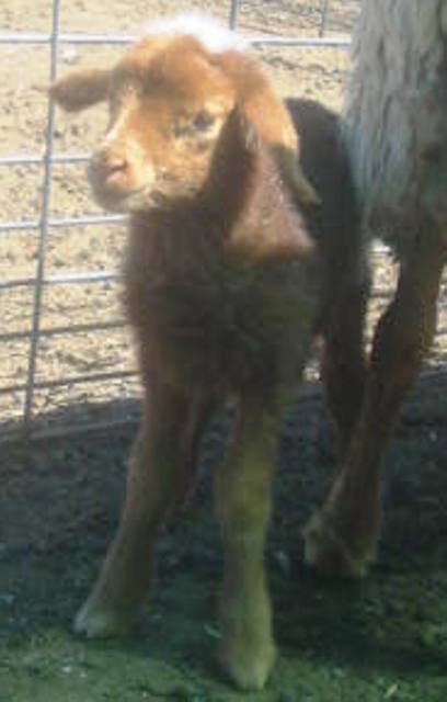 California Red Sheep ram lamb - Red Mesa