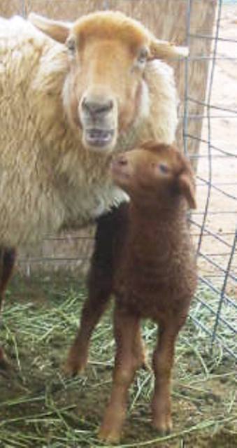 California Red Sheep Ewe Lamb - Red Ragtop