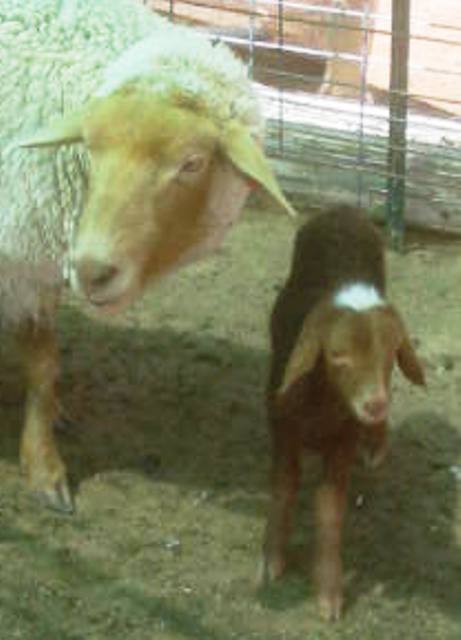 California Red Sheep ram lamb - Red Rock