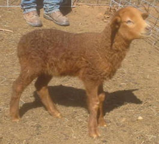 California Red Sheep ram lamb - RedduWheeling&Apple