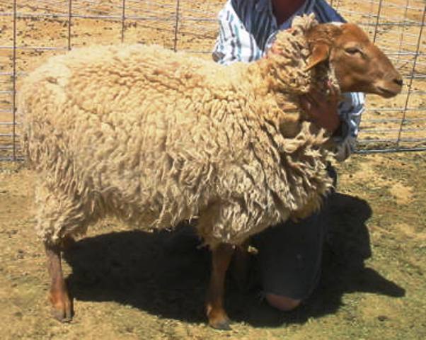 California Red Sheep ram-Road Racer