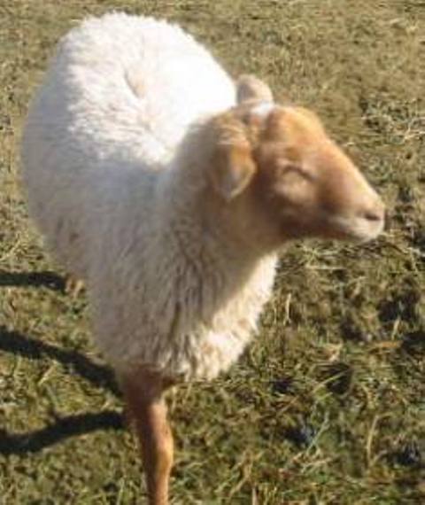 California Red Sheep ram - Sam the Chamois