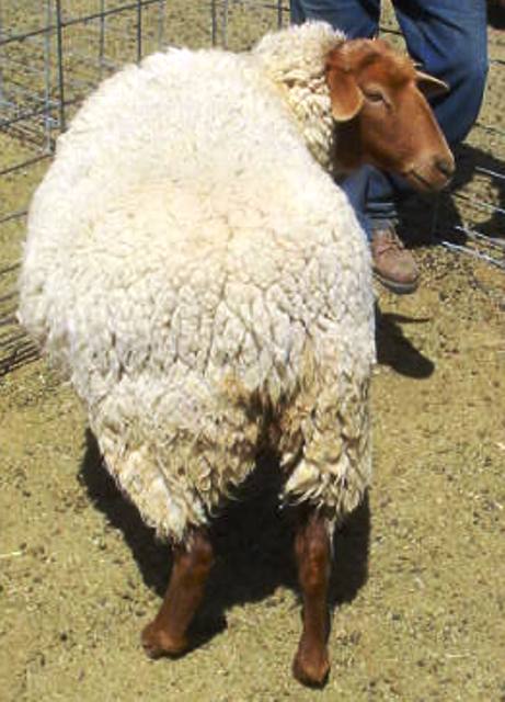 California Red Sheep Ewe-Splash N Go