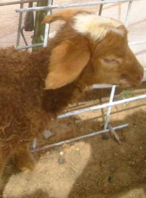 California Red Sheep ewe lamb (unregisterable) Spotlight