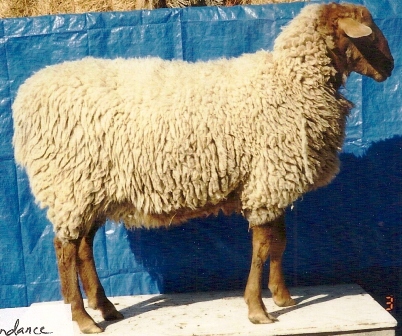 California Red Sheep ram-Sundance