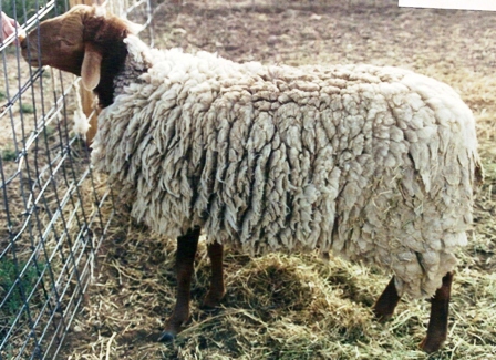 California Red Sheep ram-Tank