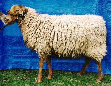 California Red Sheep ram-Taos